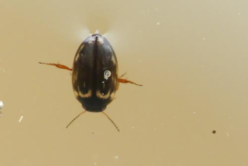 Hydroporus tessellatus